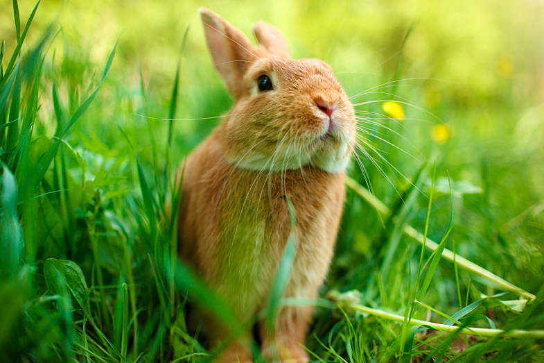 cruelty free